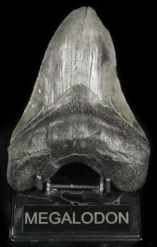 Beastly, Fossil Megalodon Tooth - South Carolina #47218